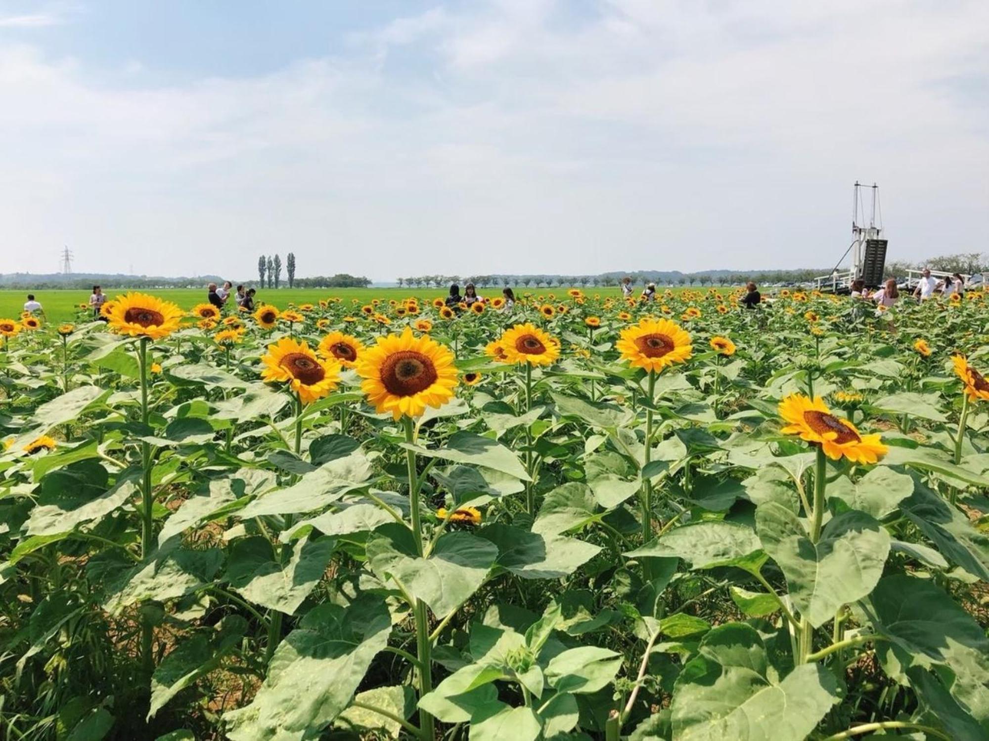 Vessel Inn Keisei Tsudanuma Station Narashino Dış mekan fotoğraf